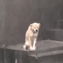 DƬ